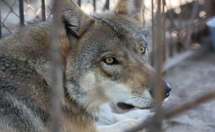 Волк напал на трехлетнего ребенка в барнаульском зоопарке