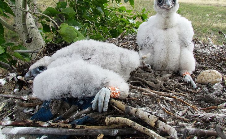 Всемирный фонд дикой природы возродит на Алтае популяцию сокола-балобана