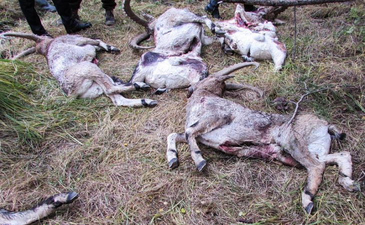 Восемь туш краснокнижных козерогов найдены в заказнике Республики Алтай