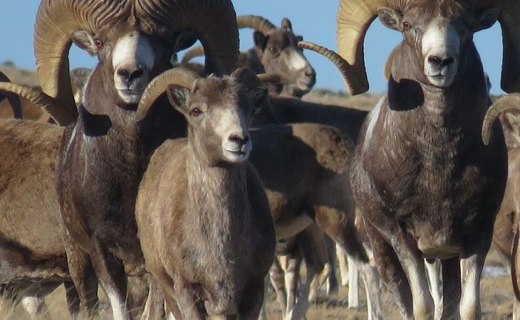 Экологи подсчитали, сколько всего осталось алтайских горных баранов