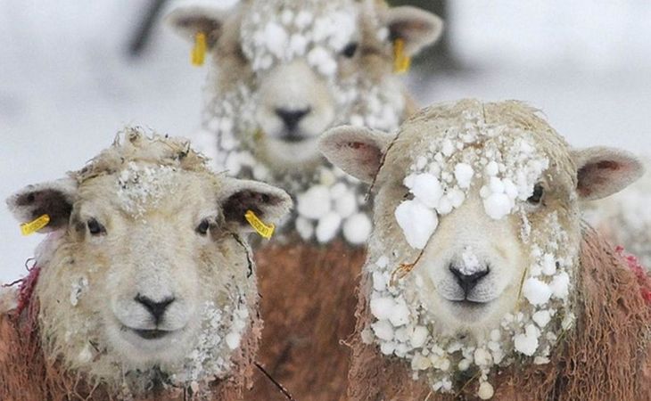 Алтайские полицейские задержали серийного похитителя овец