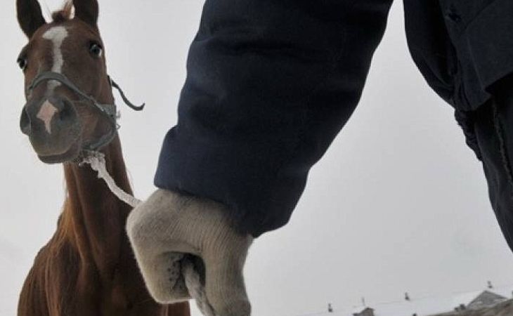Алтайские полицейские задержали романтического похитителя лошадей