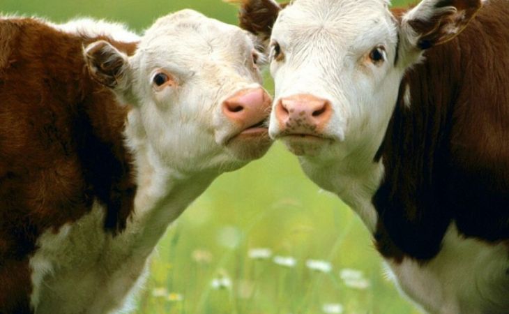 Хозяйства с самой высокой продуктивностью коров определили в Алтайском крае