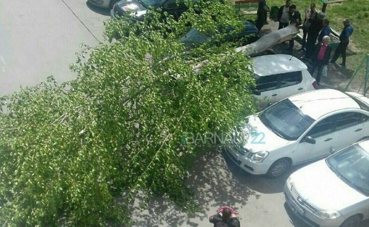 Тополь упал и повредил припаркованные автомобили в Барнауле