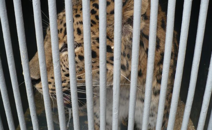 Леопарды, удавы, кайманы: экзотических животных пытались незаконно ввезти в Алтайский край