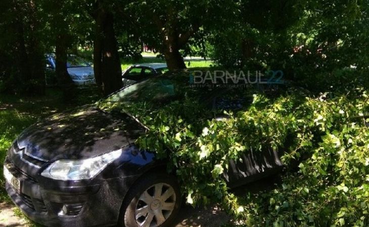 Огромное дерево упало в Барнауле на припаркованный автомобиль