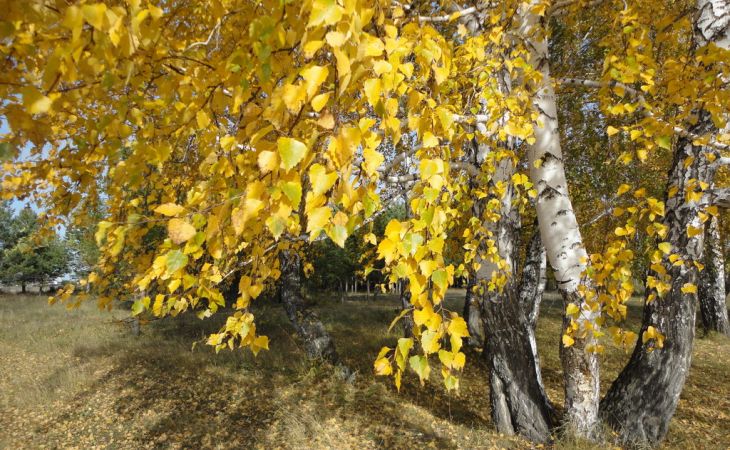 Погода 11 октября в Алтайском крае: до +15 и без осадков