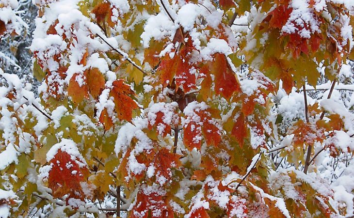 Погода 7 ноября в Алтайском крае: мокрый снег, ветер и до +4