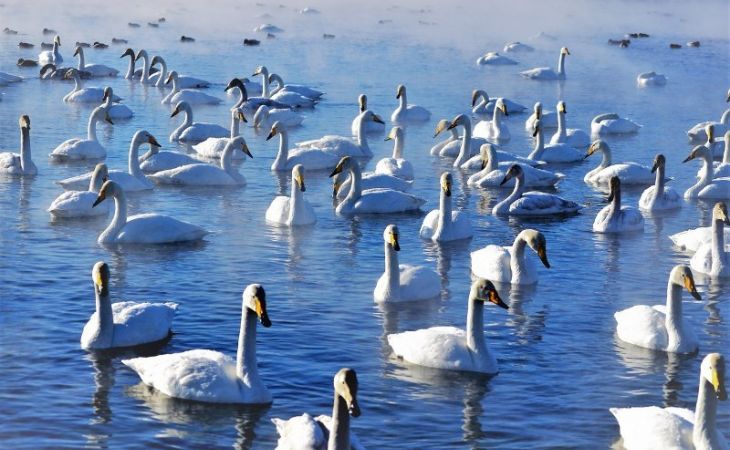 Лебеди прилетели на незамерзающие алтайские озера