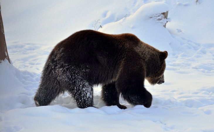 Медведи и лисы стали нападать на хозяйства Чарышского района