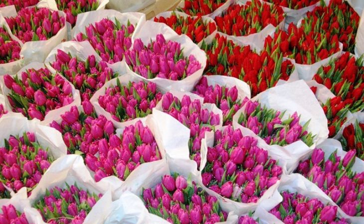 Как правильно выбрать тюльпаны для продажи на 8 марта