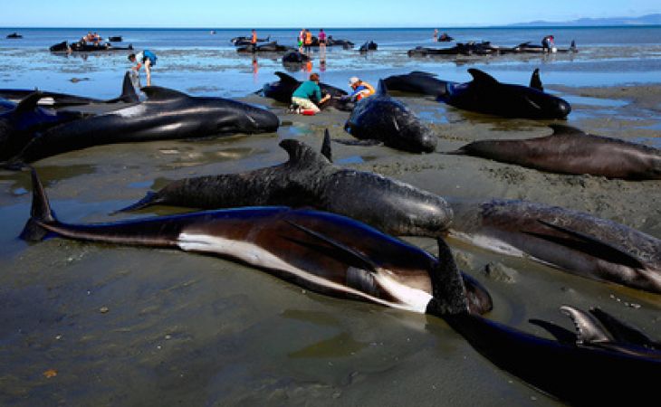 Дельфины-самоубийцы. Почему выбросилось 140 животных на берег в Новой Зеландии?