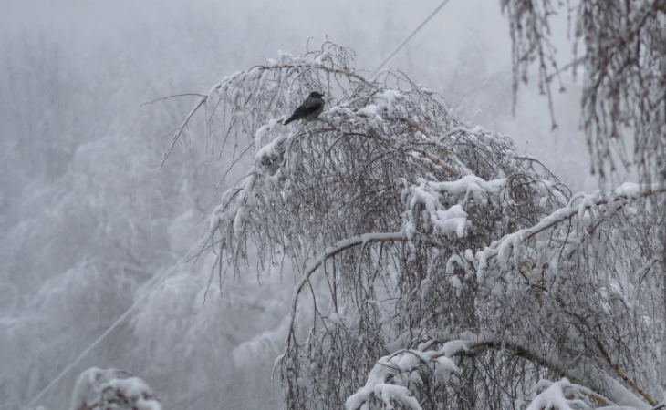 Погода 28 ноября в Алтайском крае: штормовое предупреждение в регионе