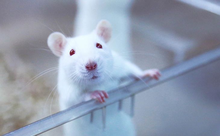 Российские ученые будут диагностировать рак с помощью крыс