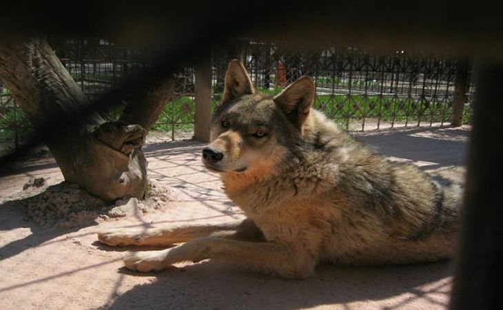 Семья ребенка, на которого напал волк в барнаульском зоопарке, отсудила компенсацию в 150 тыс. рублей