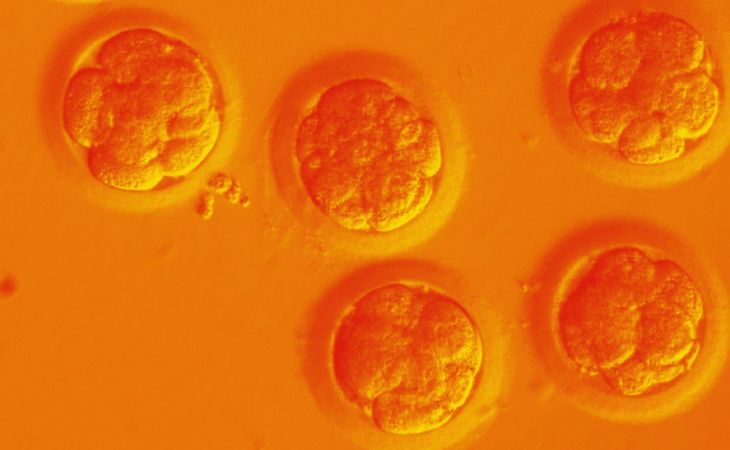 Первые в мире генетически модифицированные близнецы родились в Китае
