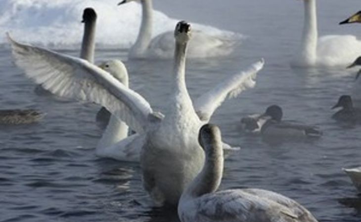 Ученые: зимующие на алтайском озере лебеди прилетают из тундры ЯНАО