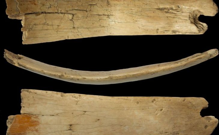 Археологи нашли на Алтае диадему каменного века из бивня мамонта