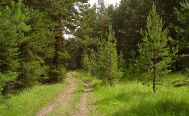 Руководство лесничества в Алтайском крае попало под уголовное дело