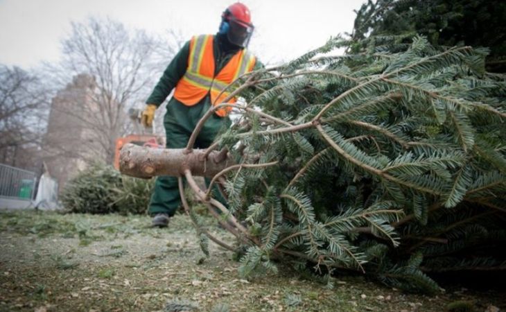 Куда барнаульцам можно сдать новогоднюю елку после праздников?