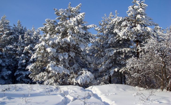 Погода 11 января в Алтайском крае: похолодание по всему региону
