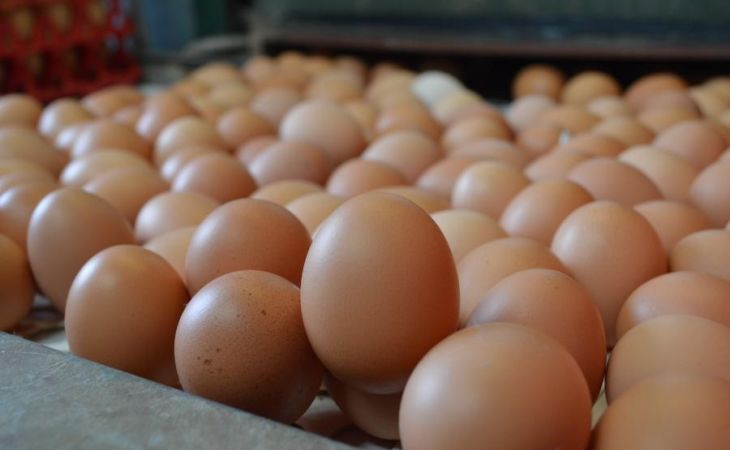 Депутат Госдумы предложил ввести единый стандарт фасовки яиц
