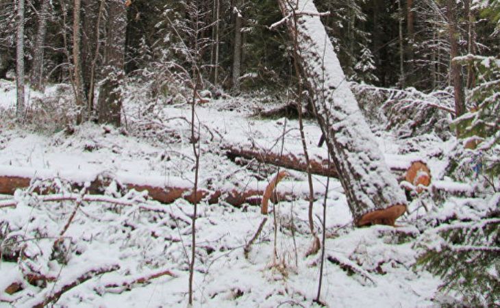 Рослесхоз предложил запретить китайцам скупать лес у жителей Сибири