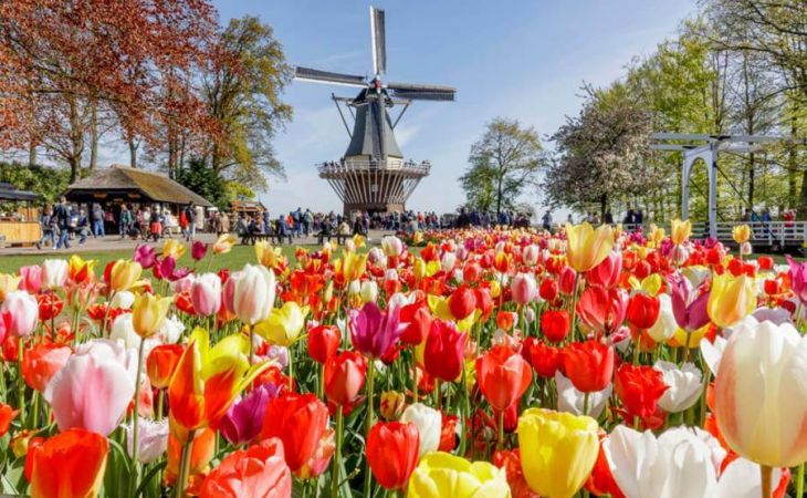 Ковры цветов: сезон тюльпанов открыли в Амстердаме