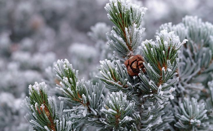 Погода 22 января в Алтайском крае: снег и тепло