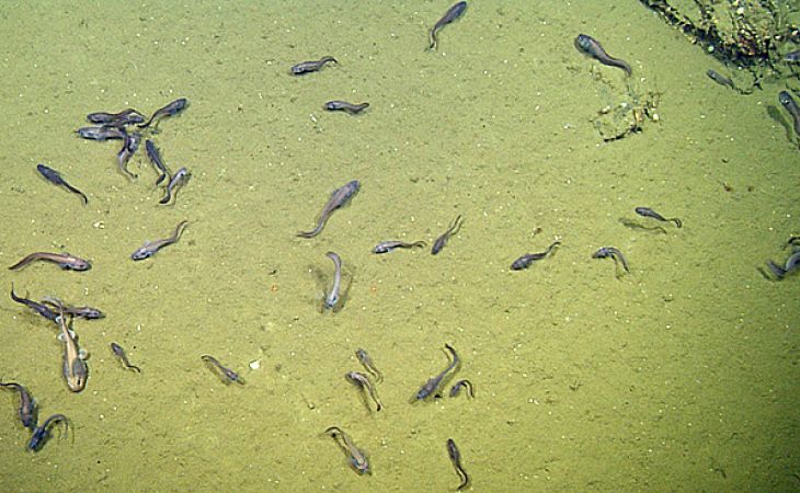 Ученые нашли рыб, которые научились жить без кислорода