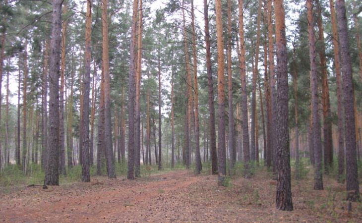 В Алтайском крае сократят объем вырубок леса в ленточных борах