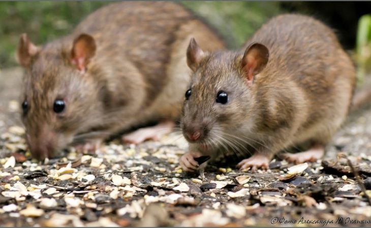 Японским ученым удалось впервые вырастить почку мыши в теле крысы