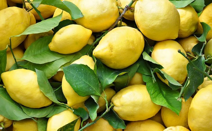 Почему лимоны - это престижный продукт и показатель богатства в России?