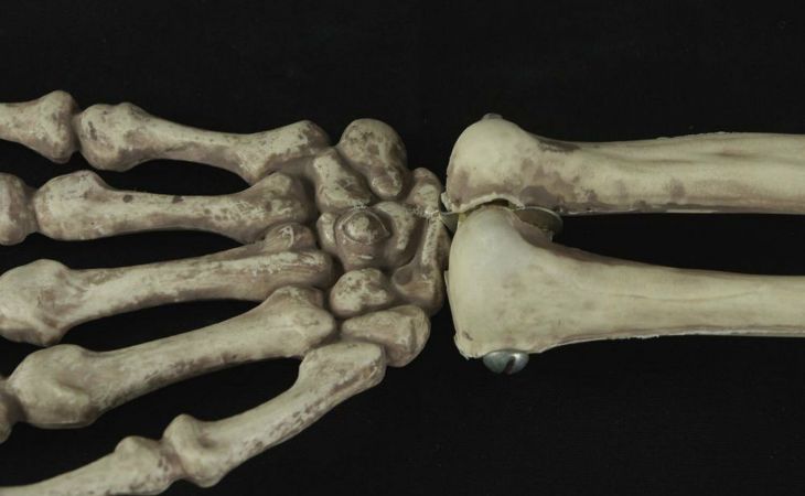 Российские ученые приблизились к раскрытию секрета формирования костей