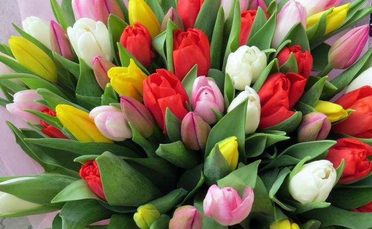 Сколько россияне тратят на тюльпаны в преддверии 8 Марта