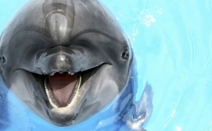 Минкульт предлагает запретить общаться с дельфинами в пьяном виде