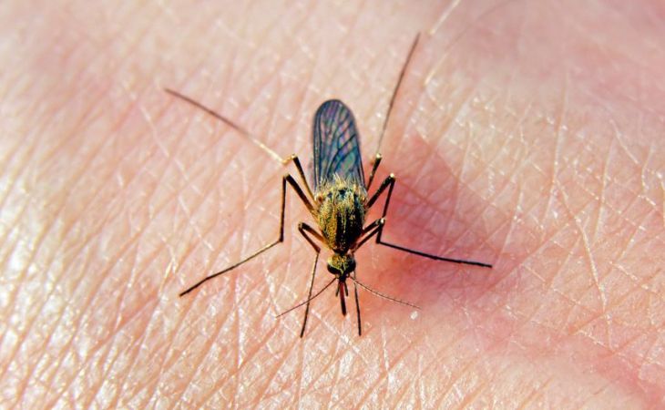 Экспертное мнение: как защититься от надоедливых комаров