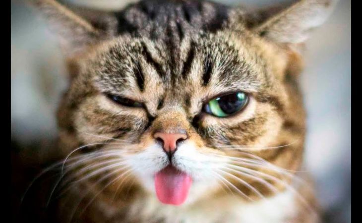 Срок появления вакцины от аллергии на кошек назвали российские ученые