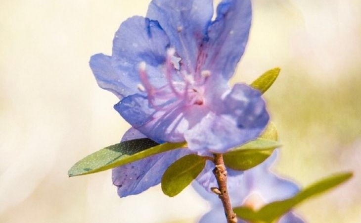 Редкое растение синий маральник расцвел в Горном Алтае