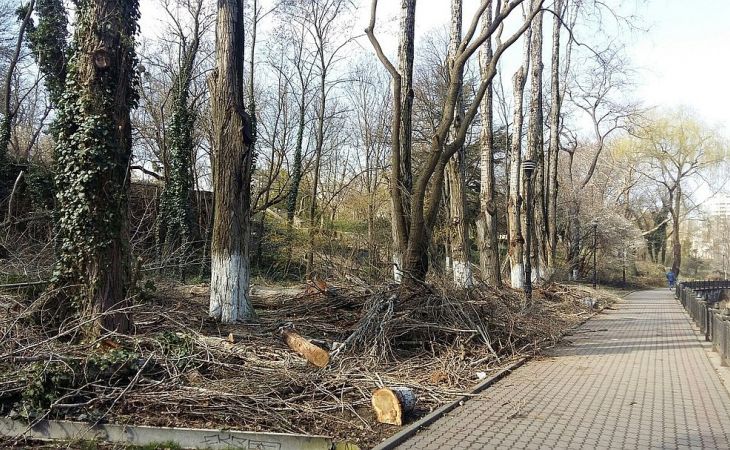 Крымский университет за миллион рублей пересчитает деревья в Симферополе