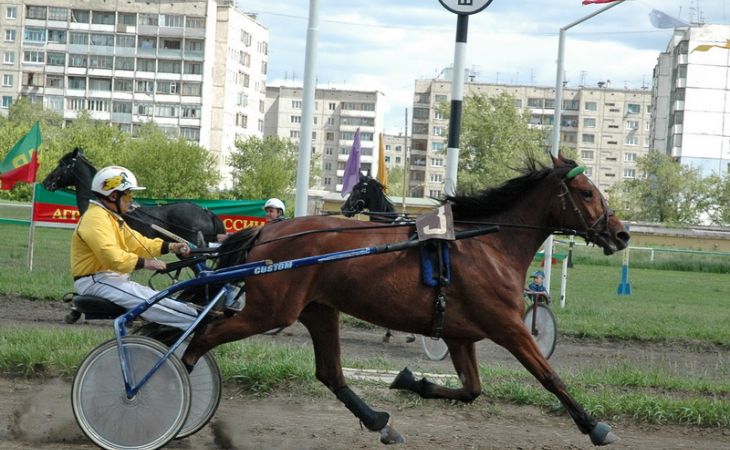 Чемпионат по конному спорту состоится на Барнаульском ипподроме