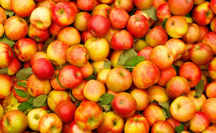 10 тонн санкционных яблок из Польши уничтожили на Алтае