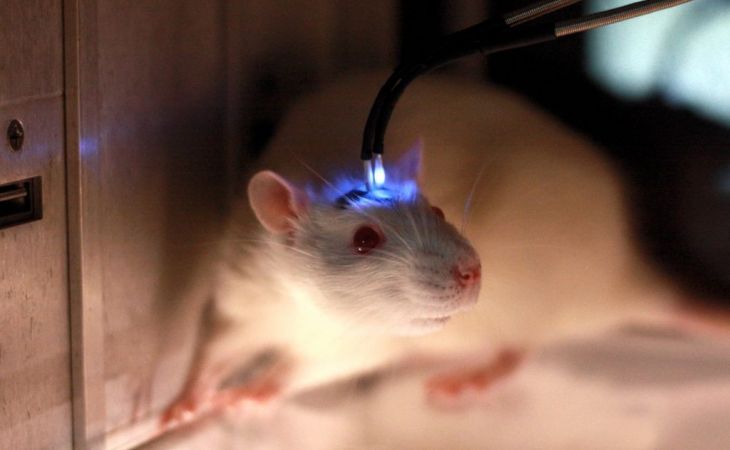 Ученые продлили жизнь старым мышам при помощи "молодой крови"