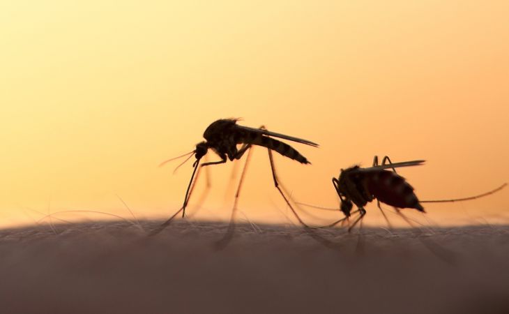 Почему в Алтайском крае резко увеличилась численность комаров