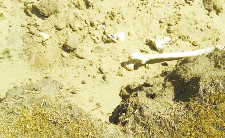 В алтайском селе нашли четыре обезглавленных скелета