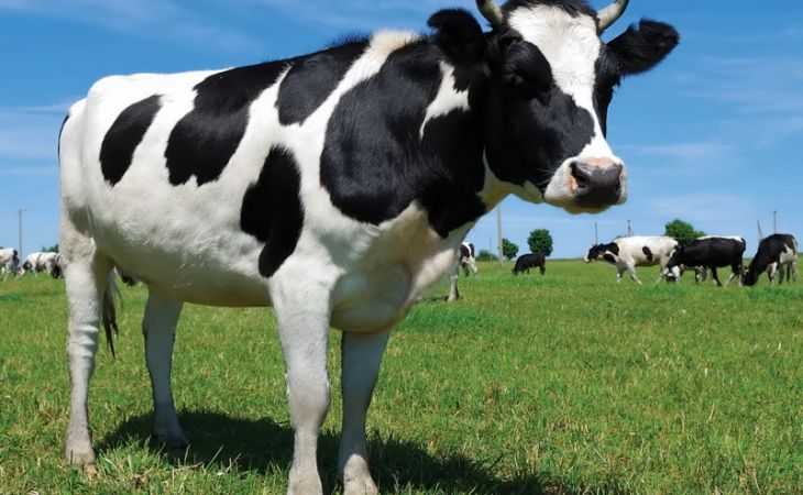 Алтайские коровы, дающие более 60 литров молока в день, заинтересовали инспекторов Россельхознадзора
