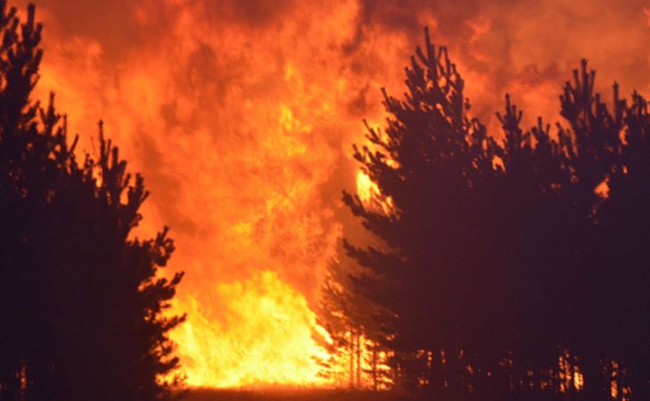 Алтайский депутат предложила тушить лесные пожары в Сибири бомбами