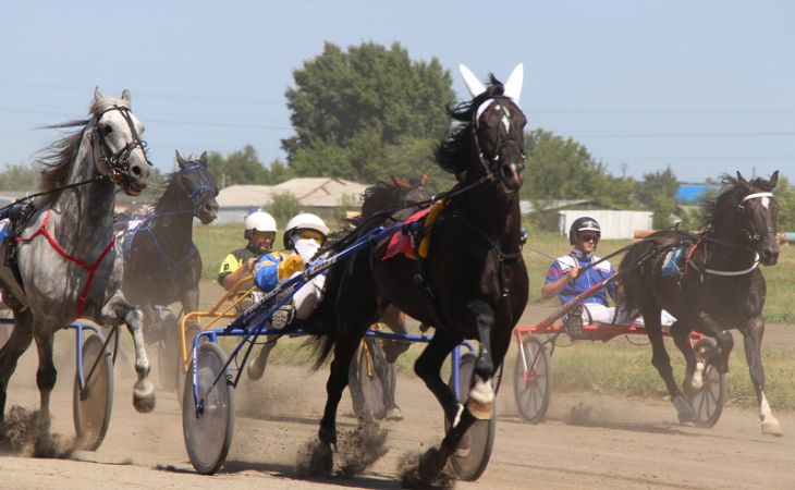 Команда алтайских конников стала первой на Всероссийском фестивале орловского рысака