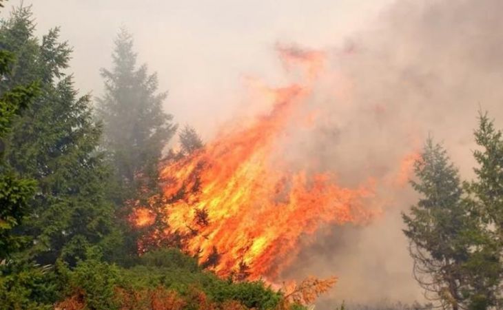 МЧС назвало точное количество очагов лесных пожаров на территории Сибири