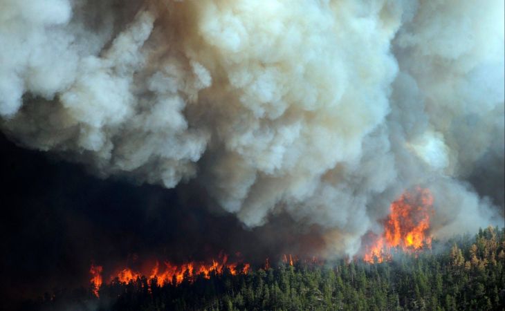 Генпрокуратура заявила о случаях намеренного поджога леса в Сибири